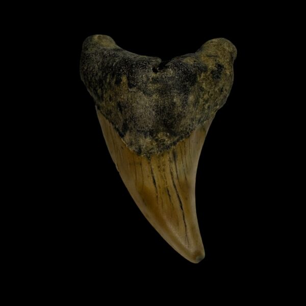 Paratodus Benedini Tooth Fossil 2.42"
