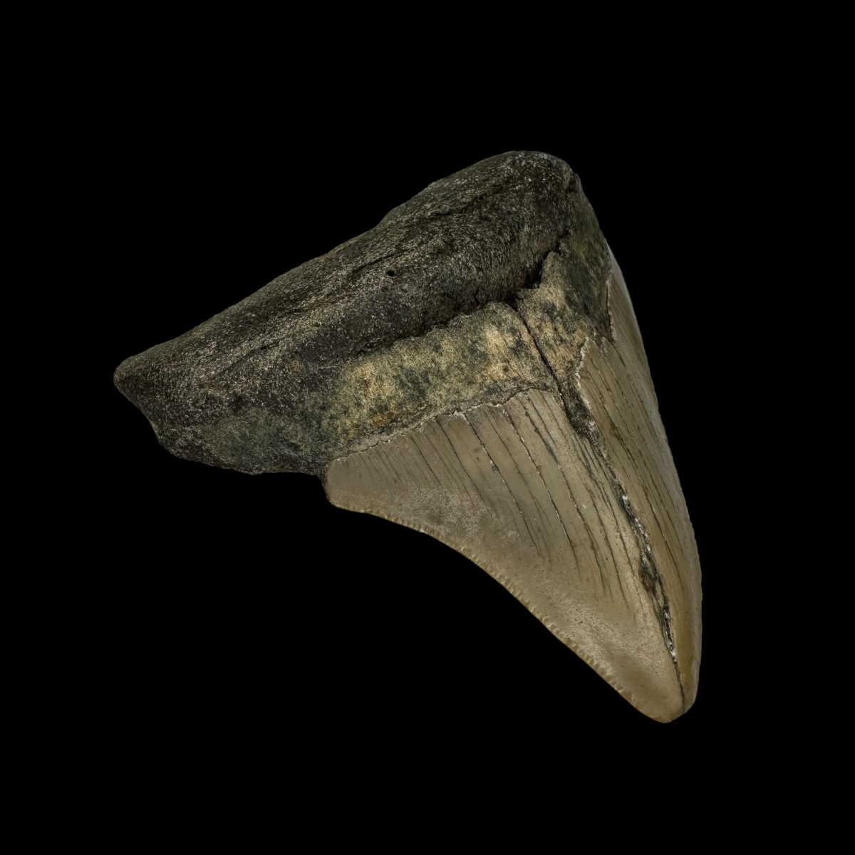 3.22" Megalodon Tooth Fossil - Image 4