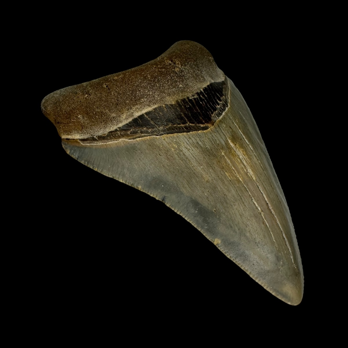 3.46" Serrated Megalodon Tooth Fossil - Image 4
