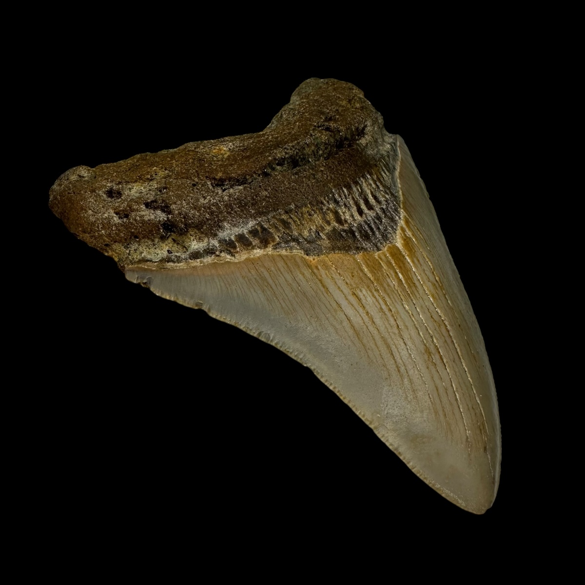 3.94" Megalodon Tooth Fossil - Image 4