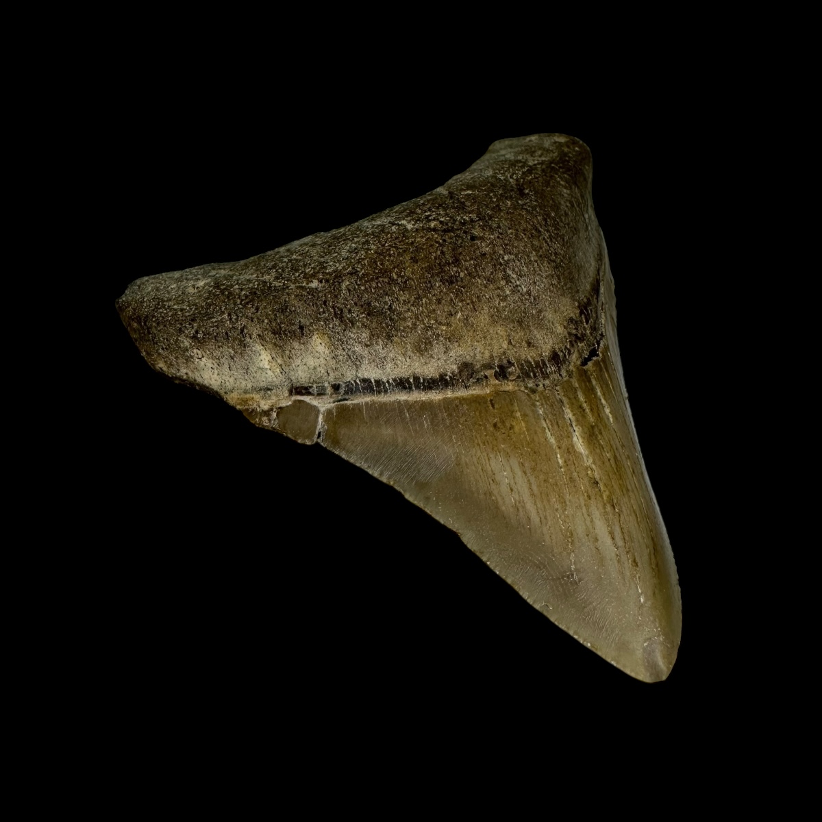 3.01" Megalodon Tooth Fossil - Image 4