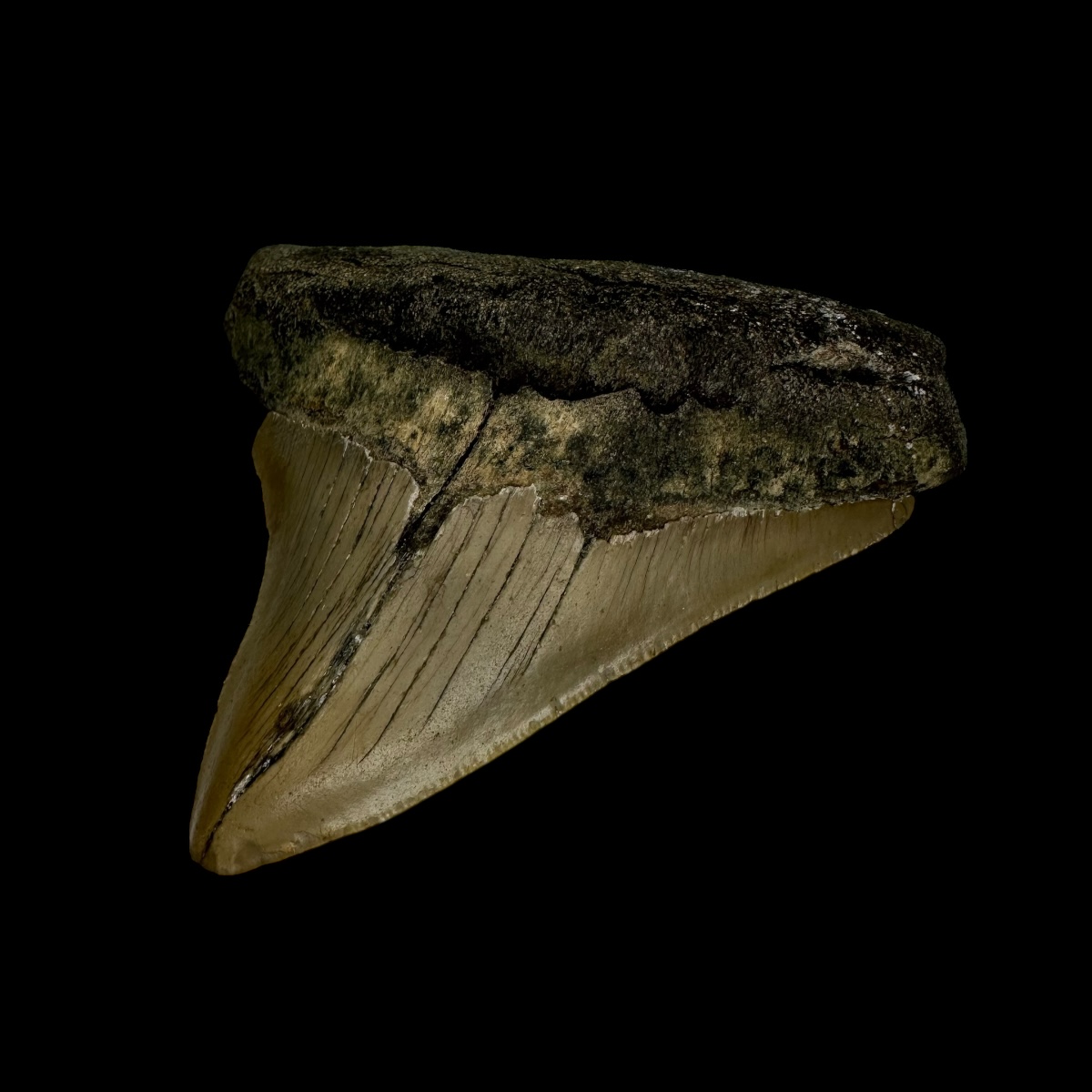 3.22" Megalodon Tooth Fossil - Image 3