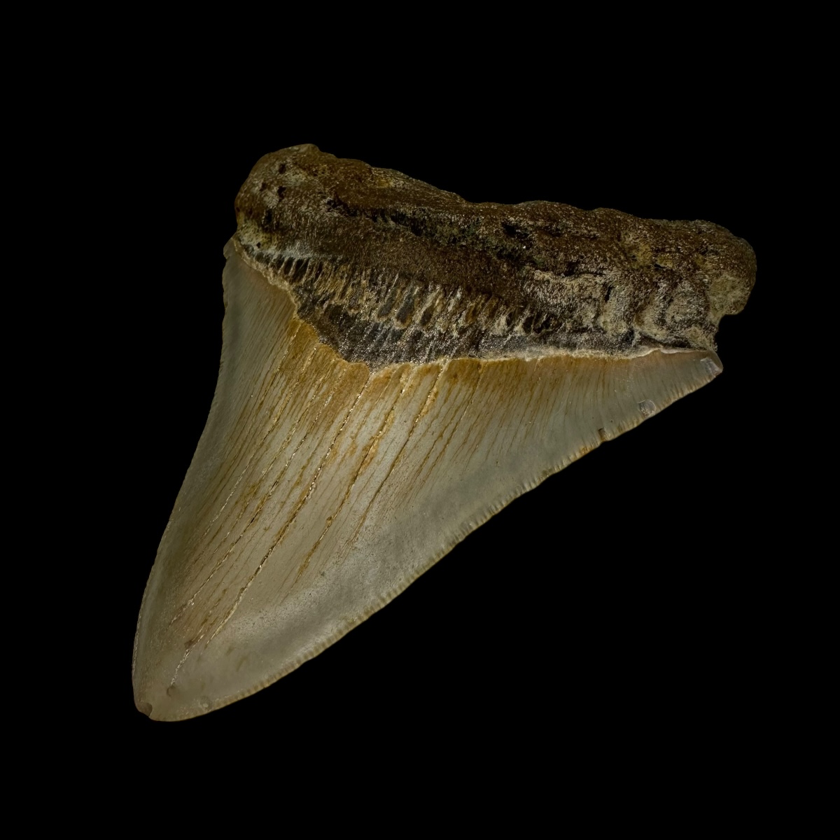 3.94" Megalodon Tooth Fossil - Image 3