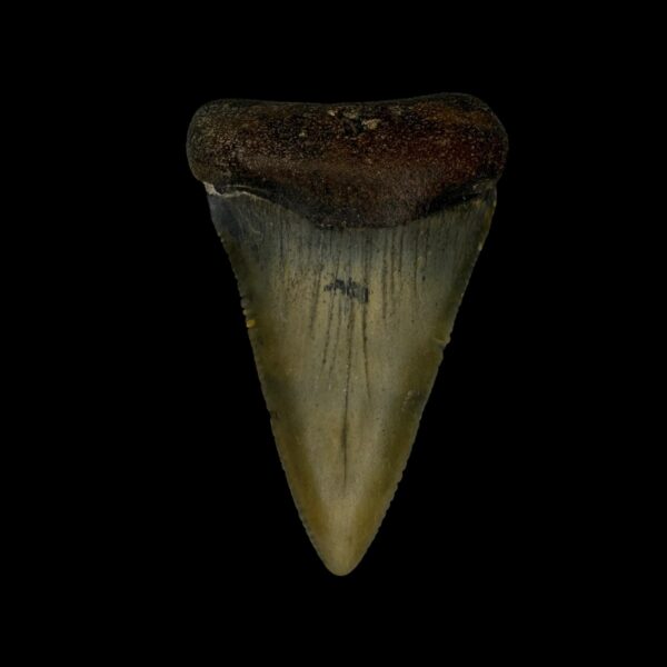 Great White Tooth Fossil 2.50"