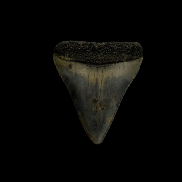 Great White Tooth Fossil 1.57"