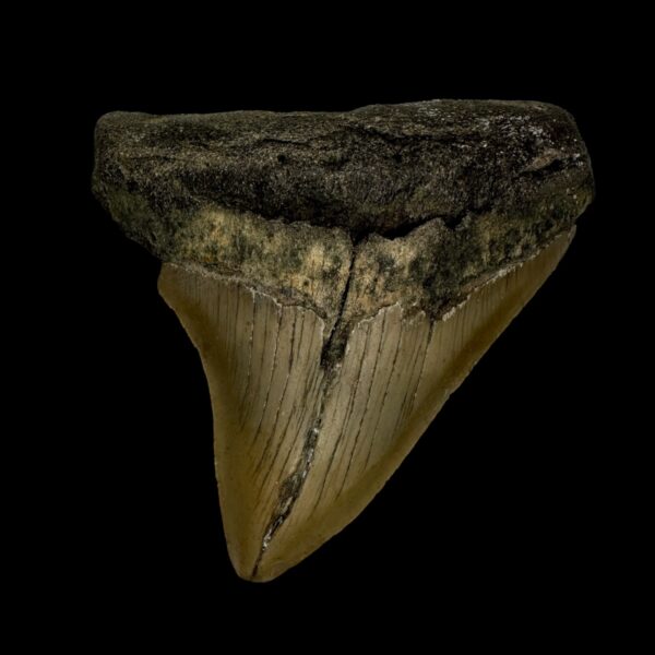 3.22" Megalodon Tooth Fossil