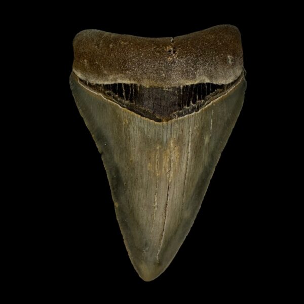 3.46" Serrated Megalodon Tooth Fossil