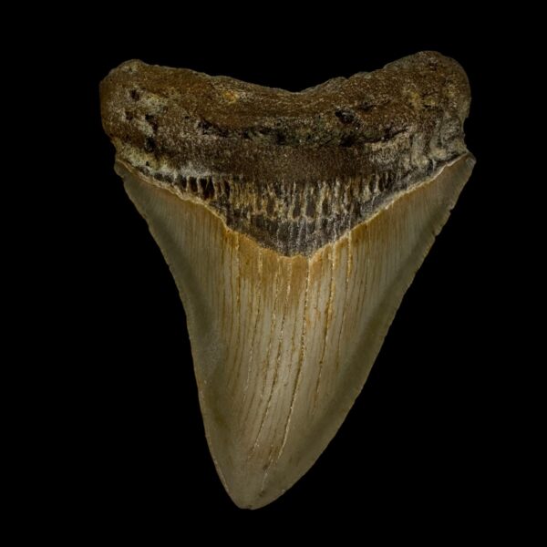 3.94" Megalodon Tooth Fossil