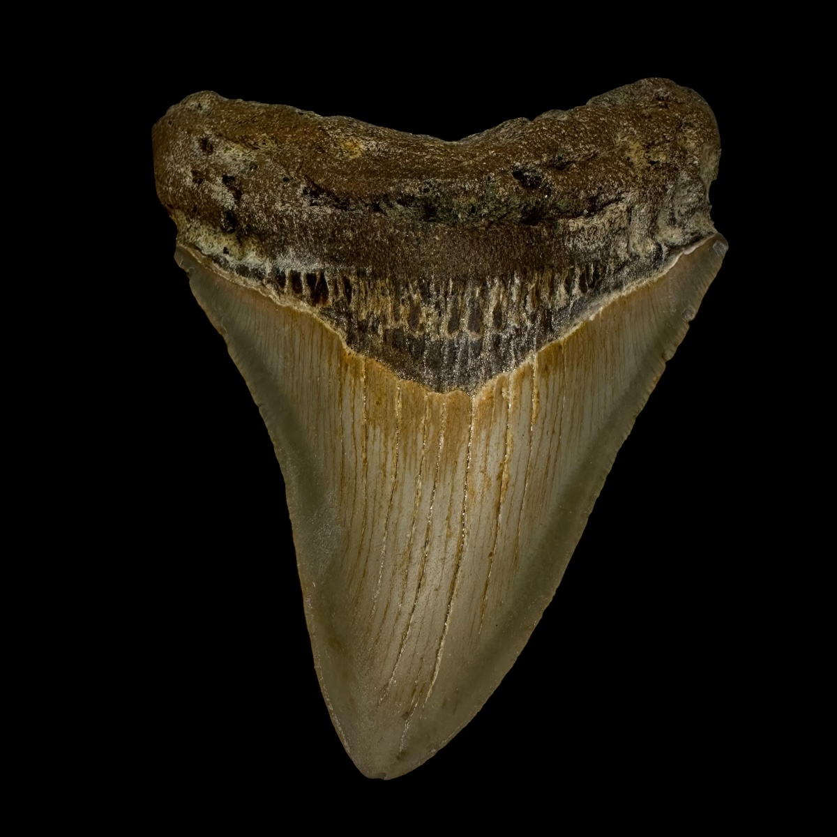 3.94" Megalodon Tooth Fossil