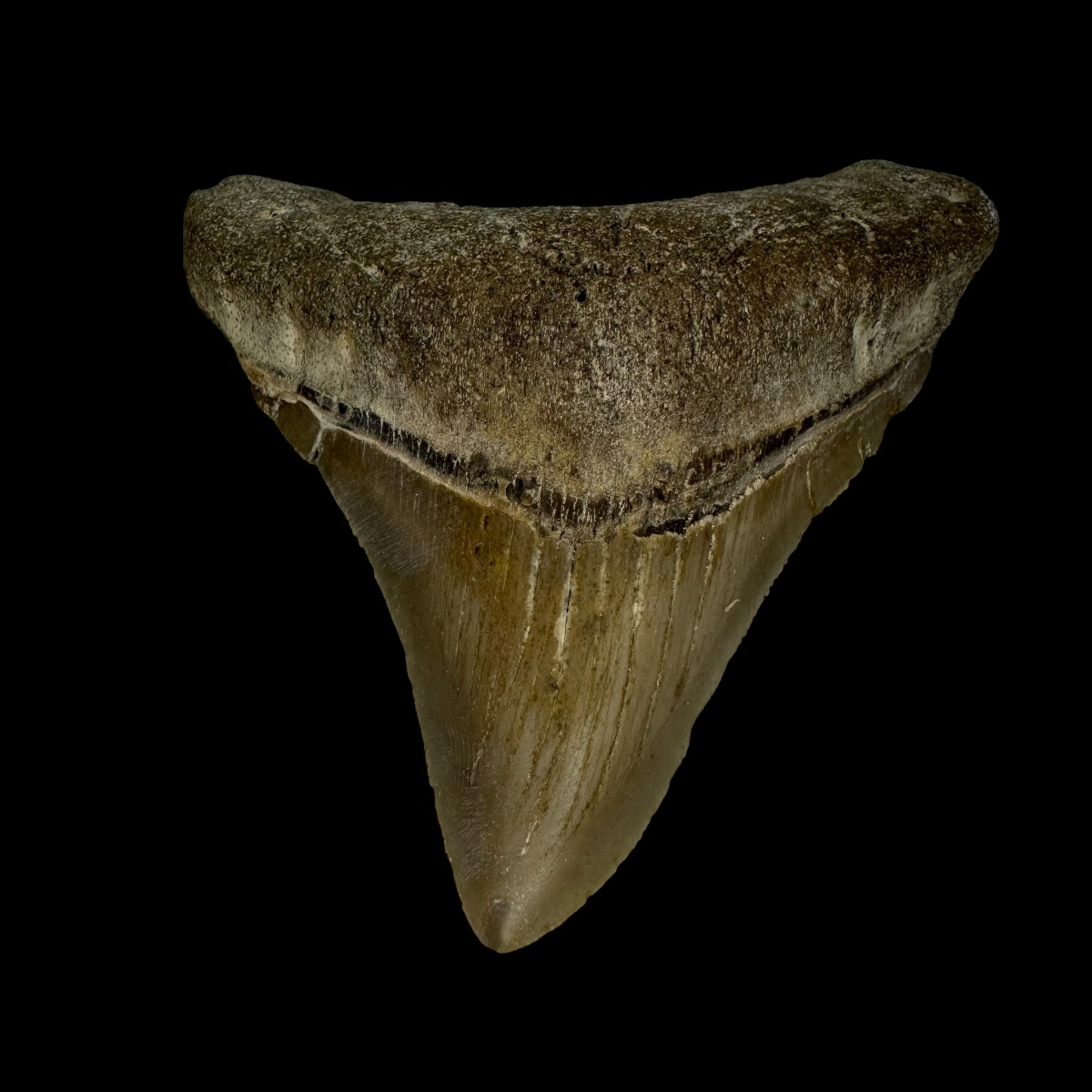 3.01" Megalodon Tooth Fossil