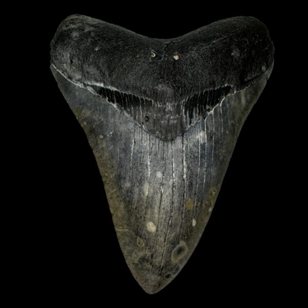 5.10" Megalodon Tooth Fossil
