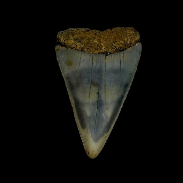 Great White Tooth Fossil 2.24"