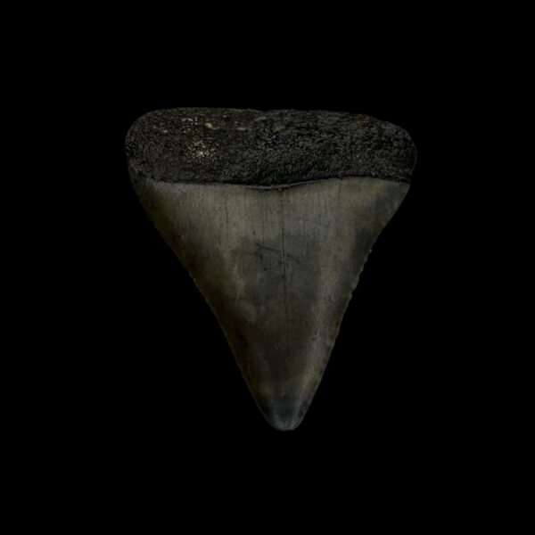 Great White Tooth Fossil 1.77"