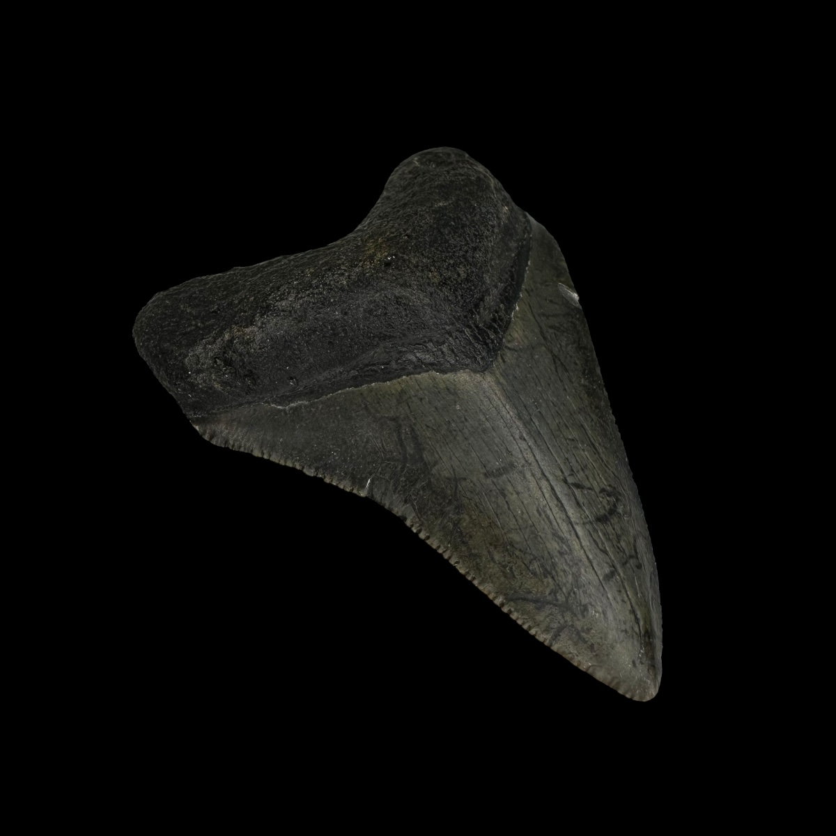 2.98" Serrated Megalodon Tooth Fossil - Image 4