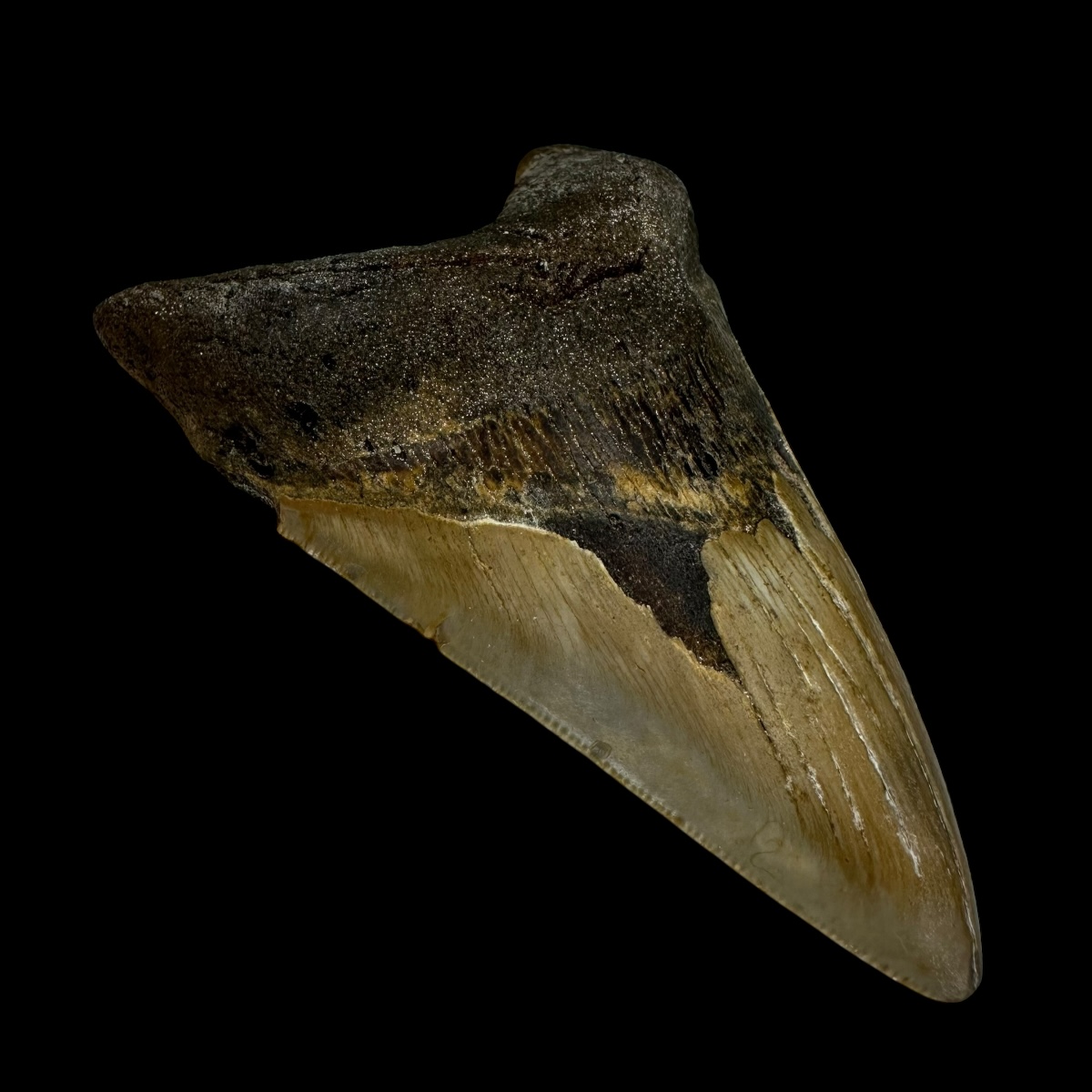 4.23" Megalodon Tooth Fossil - Image 4