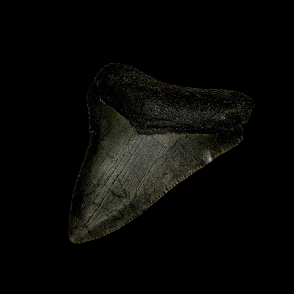 2.98" Serrated Megalodon Tooth Fossil - Image 3