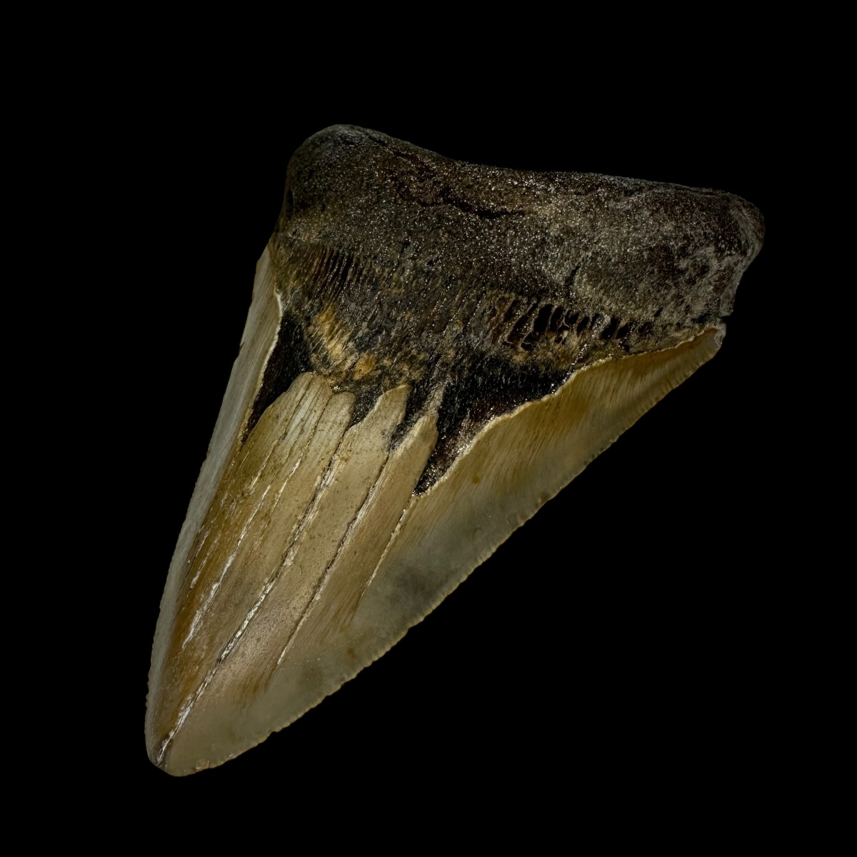 4.23" Megalodon Tooth Fossil - Image 3
