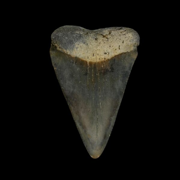 Great White Tooth Fossil 2.27"