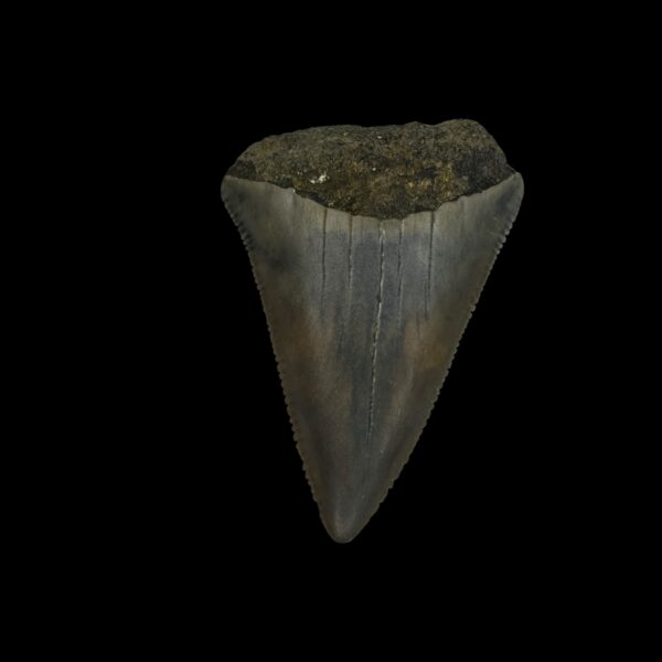 Great White Tooth Fossil 1.83"