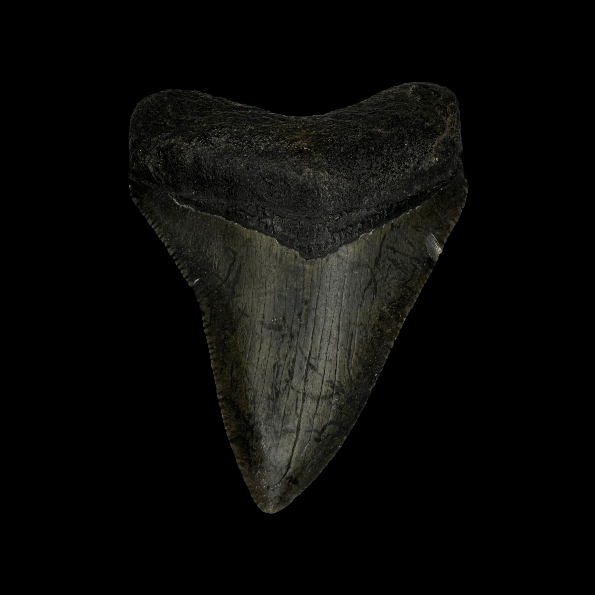 2.98" Serrated Megalodon Tooth Fossil