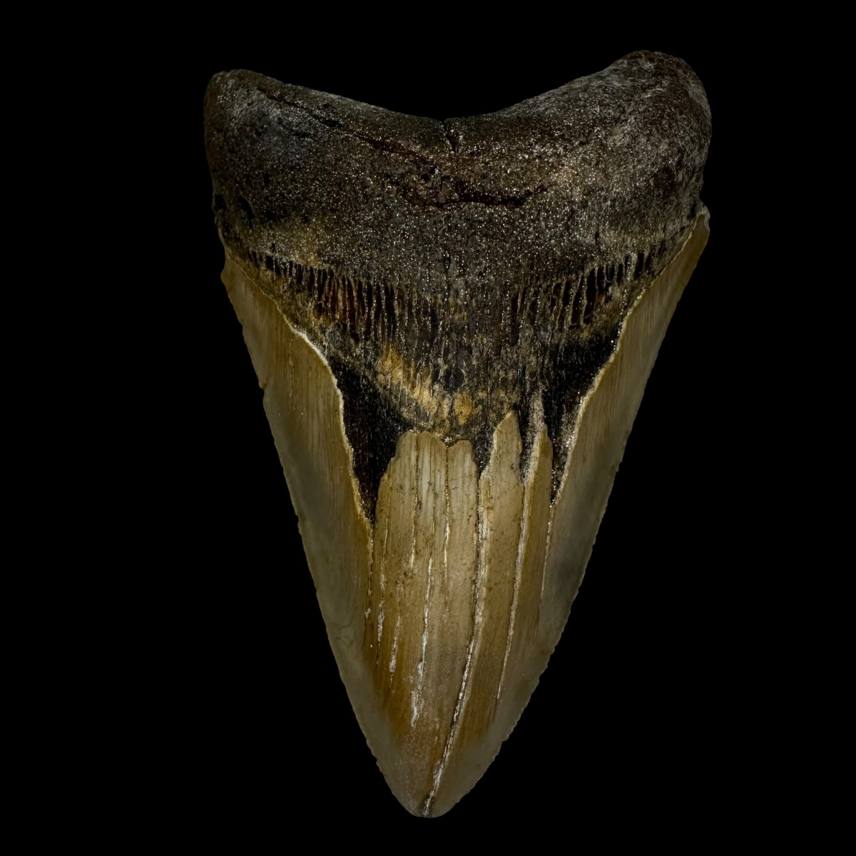 4.23" Megalodon Tooth Fossil