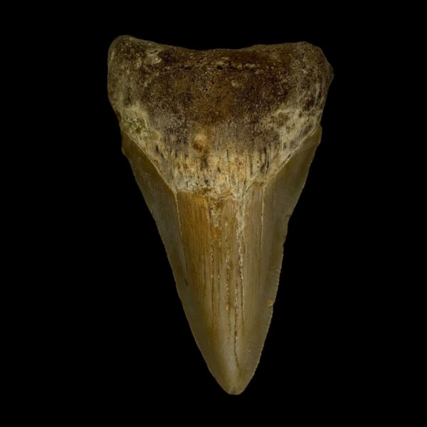 3.17" Megalodon Tooth Fossil