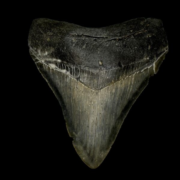 4.48" Serrated Megalodon Tooth Fossil