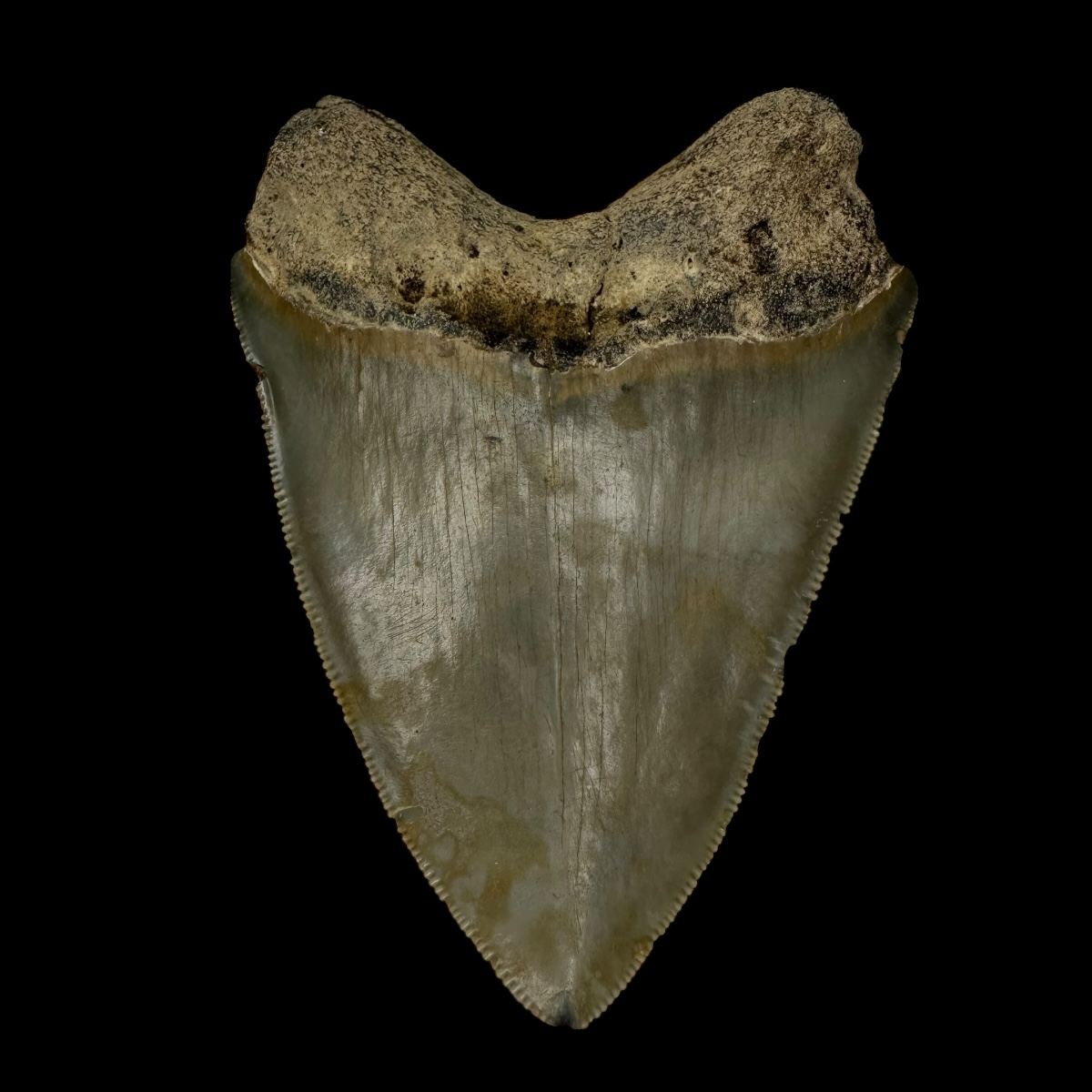 3.62" Megalodon Tooth Fossil - Image 2