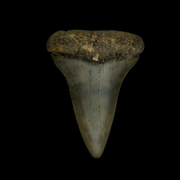 Fossil Mako Tooth 2.25"