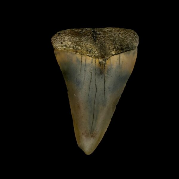 Great White Tooth Fossil 2.03"