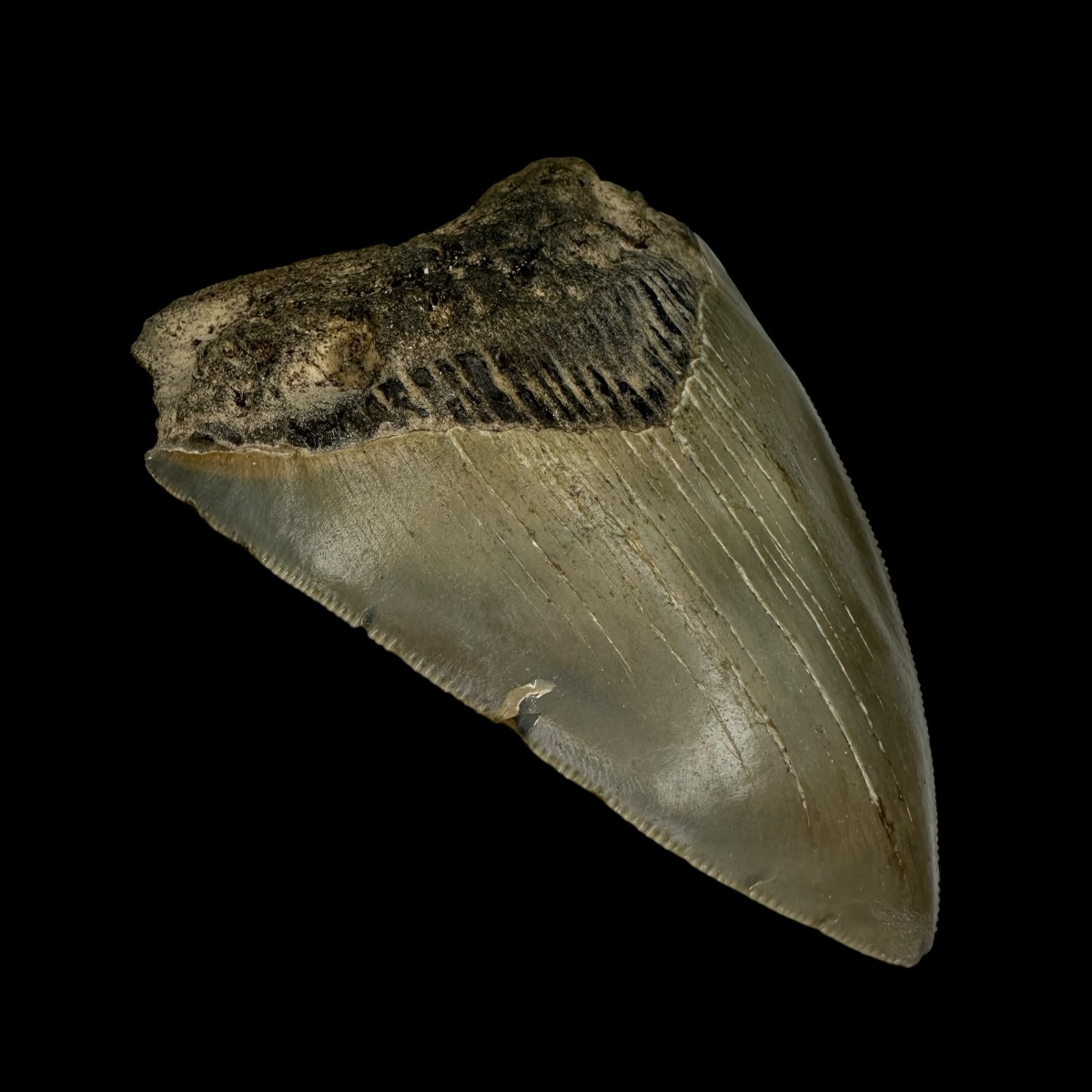 3.62" Megalodon Tooth Fossil - Image 4