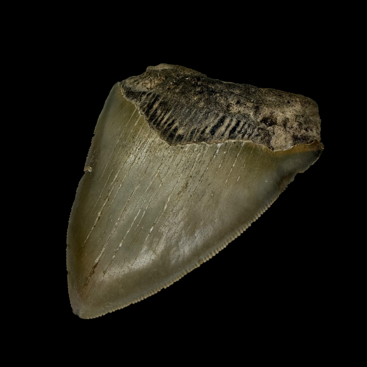 3.62" Megalodon Tooth Fossil - Image 3