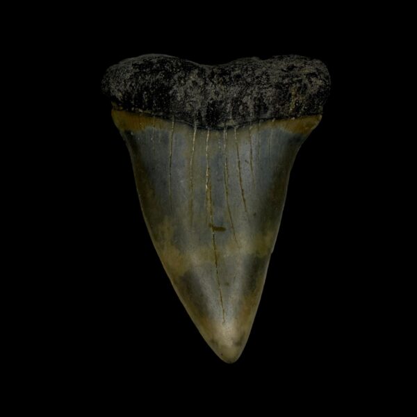 Fossil Mako Tooth 2.41"