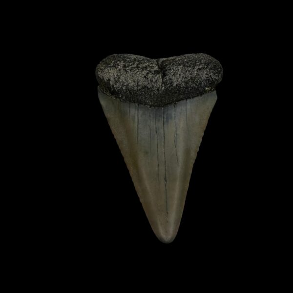 Great White Tooth Fossil 1.89"