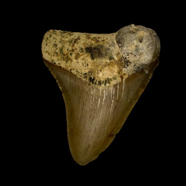 3.22" Megalodon Tooth Fossil