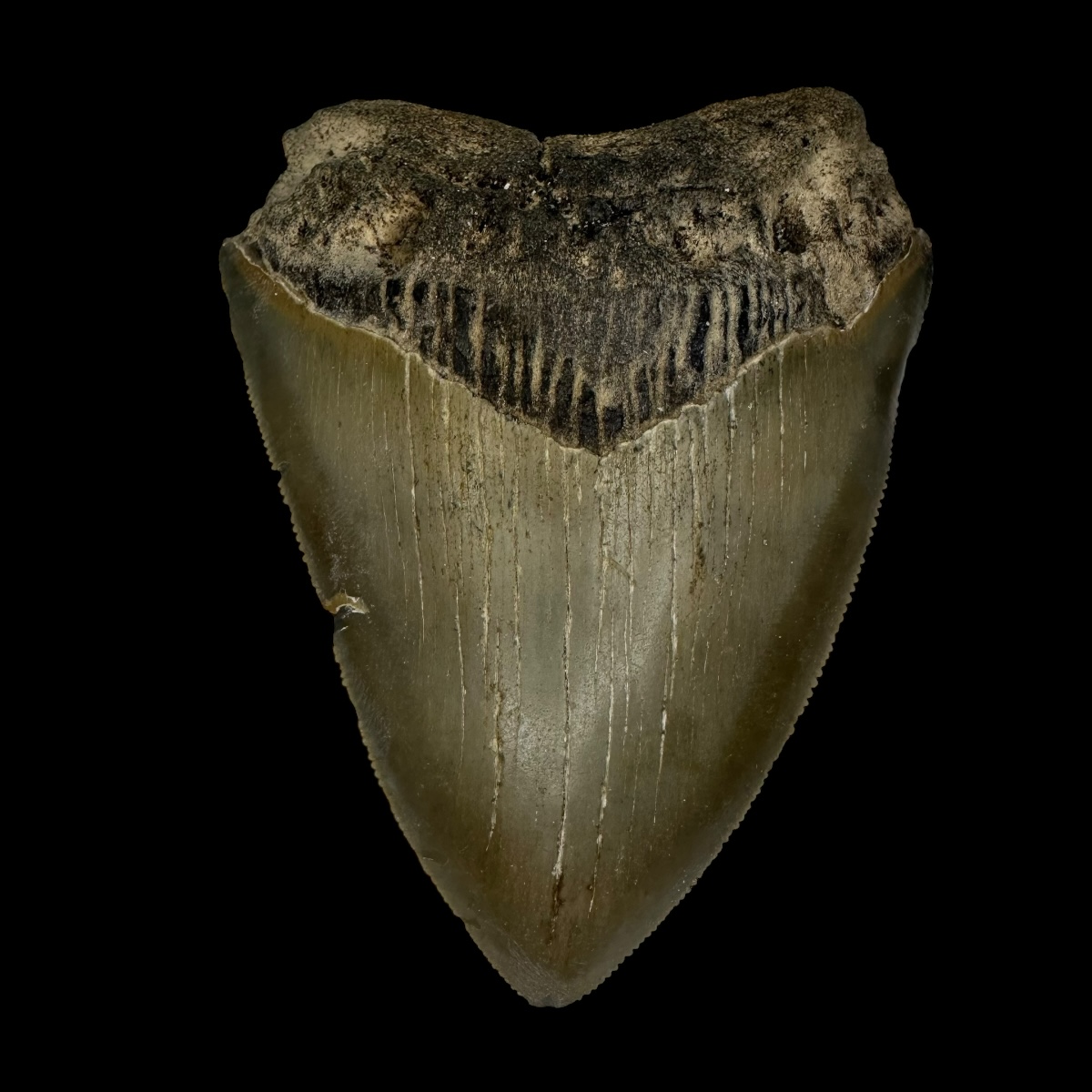 3.62" Megalodon Tooth Fossil