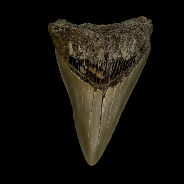 3.20" Serrated Megalodon Tooth Fossil