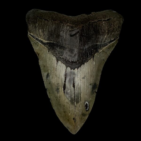 5.30" Serrated Megalodon Tooth Fossil