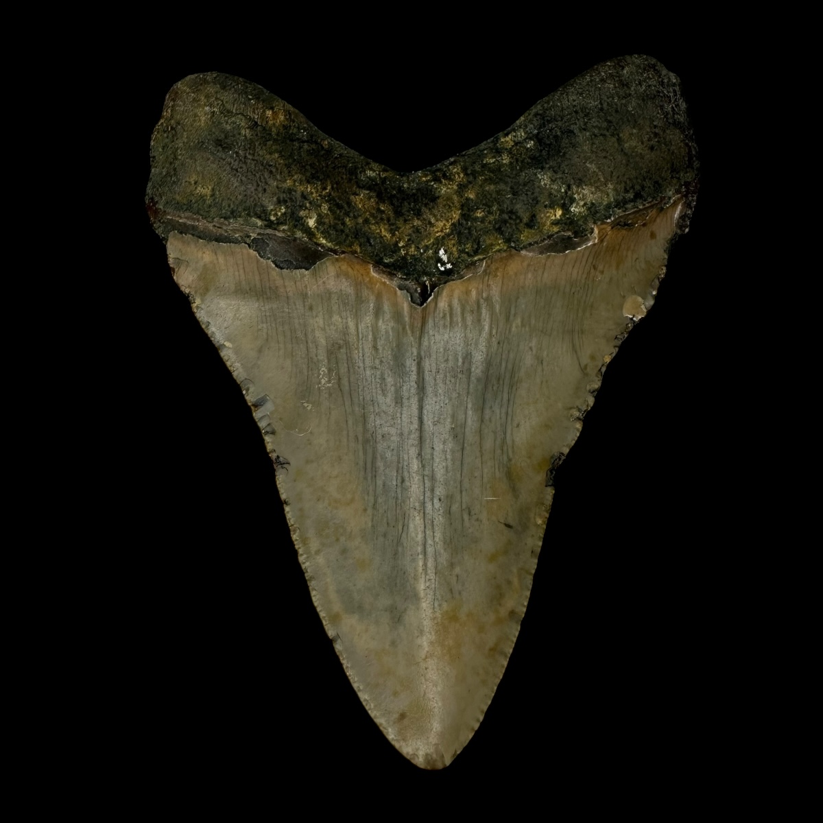 3.85" Megalodon Tooth Fossil - Image 2