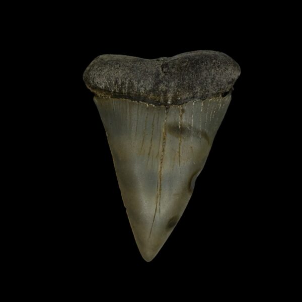 Fossil Mako Tooth 2.29"