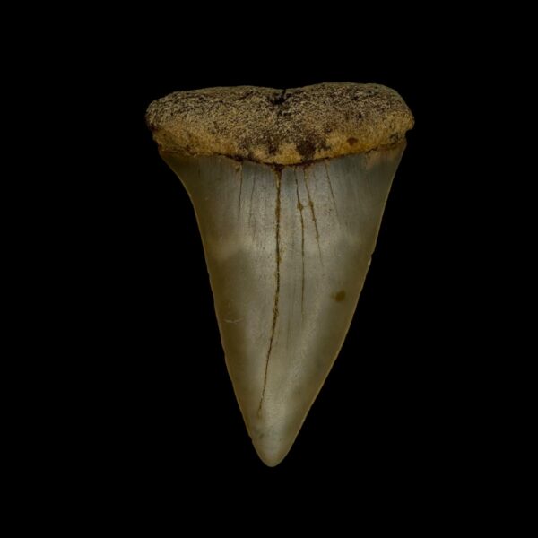 Fossil Mako Tooth 2.19"