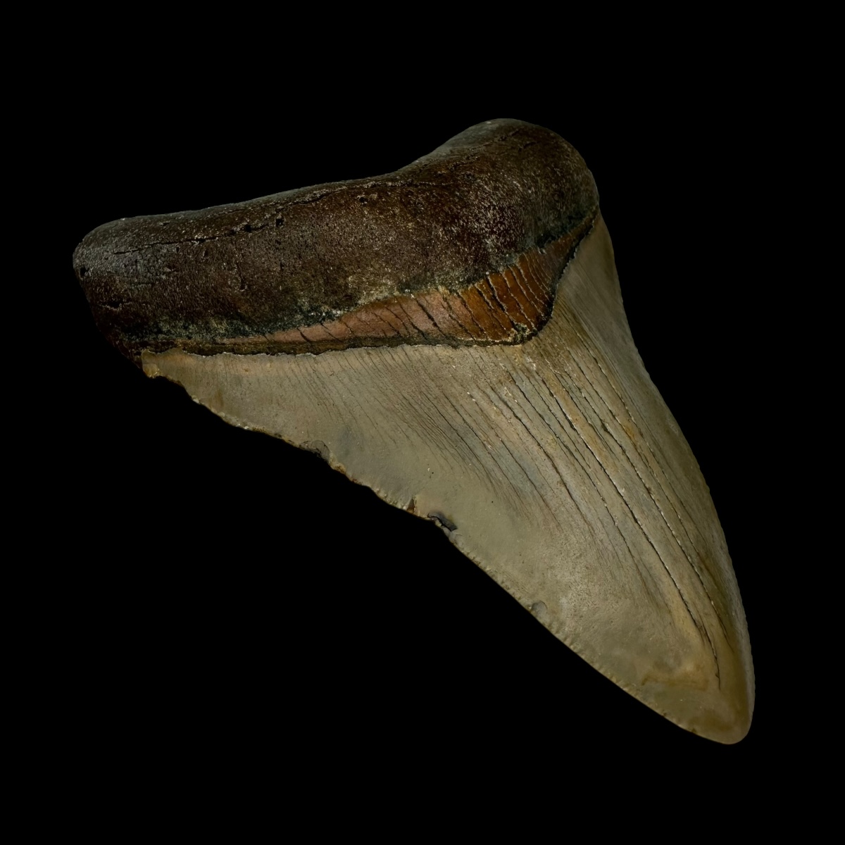 3.85" Megalodon Tooth Fossil - Image 4