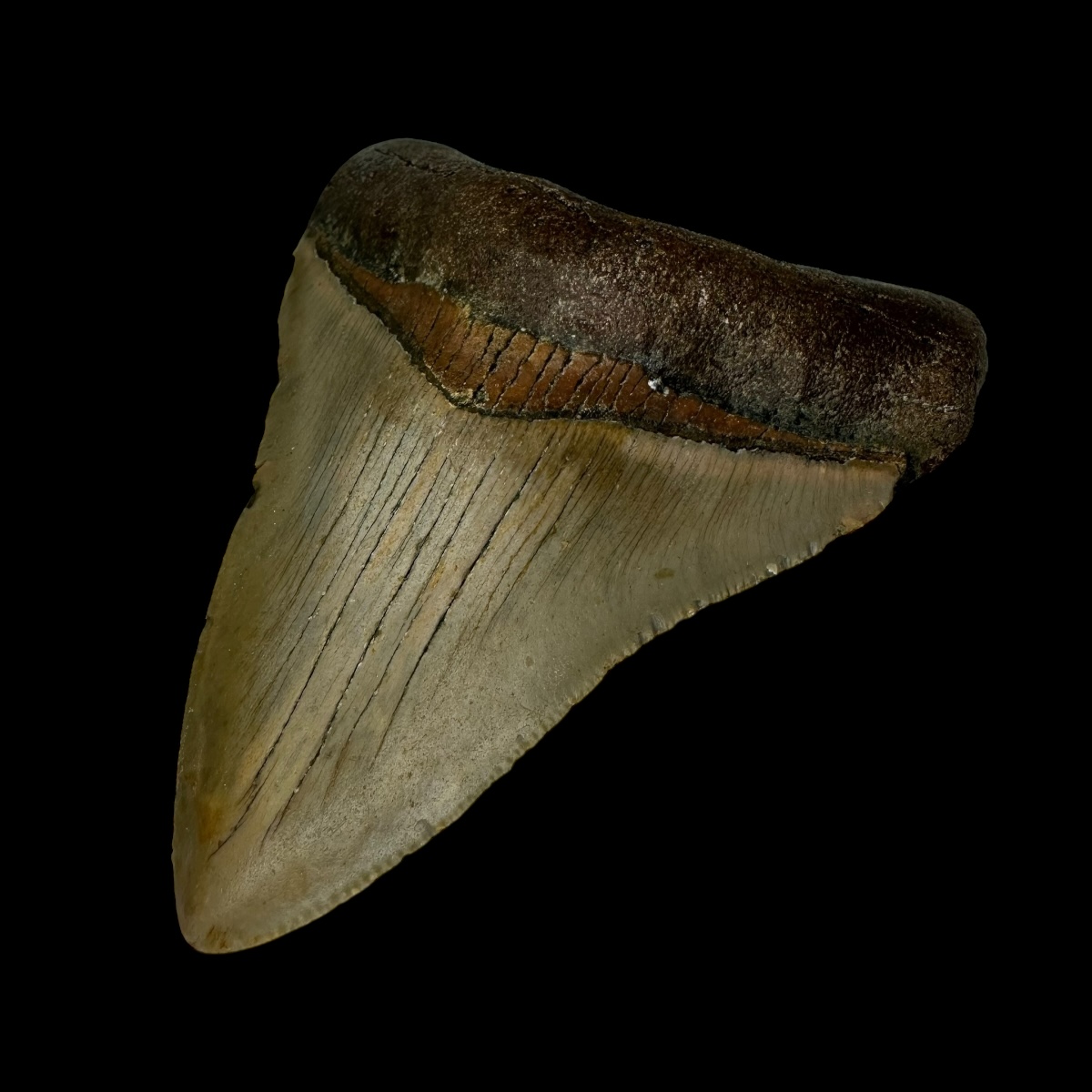 3.85" Megalodon Tooth Fossil - Image 3