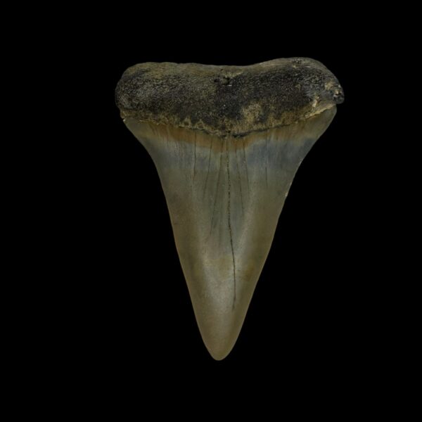 Fossil Mako Tooth 2.31"