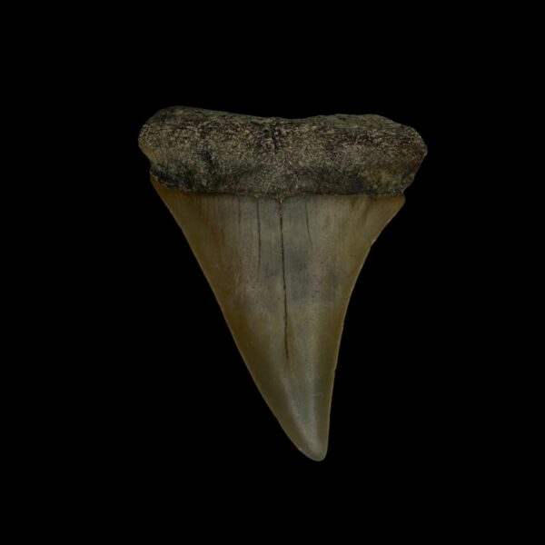 Fossil Mako Tooth 2.05"