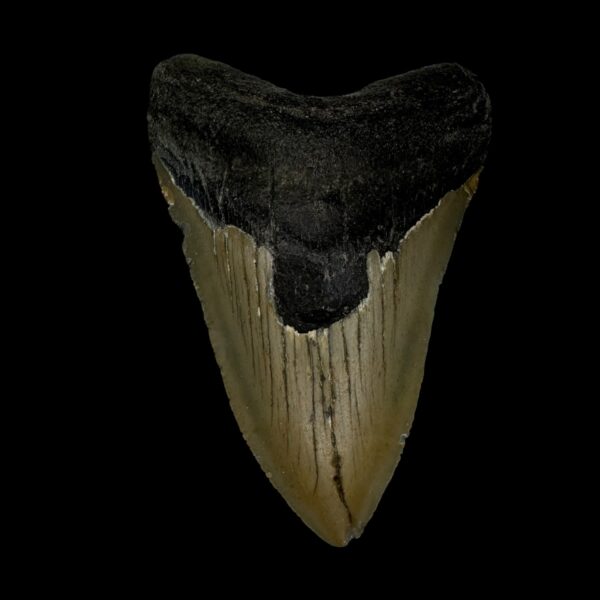 3.32" Megalodon Tooth Fossil