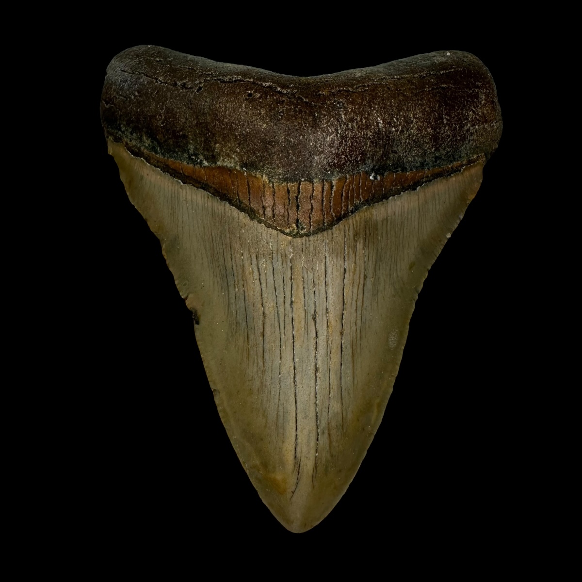 3.85" Megalodon Tooth Fossil