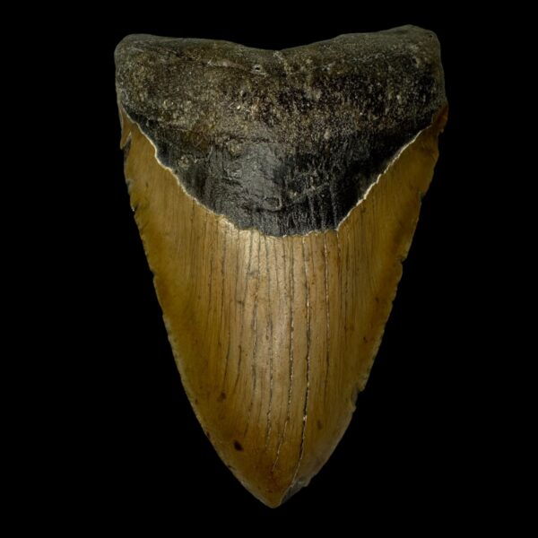 6.09" Megalodon Tooth Fossil