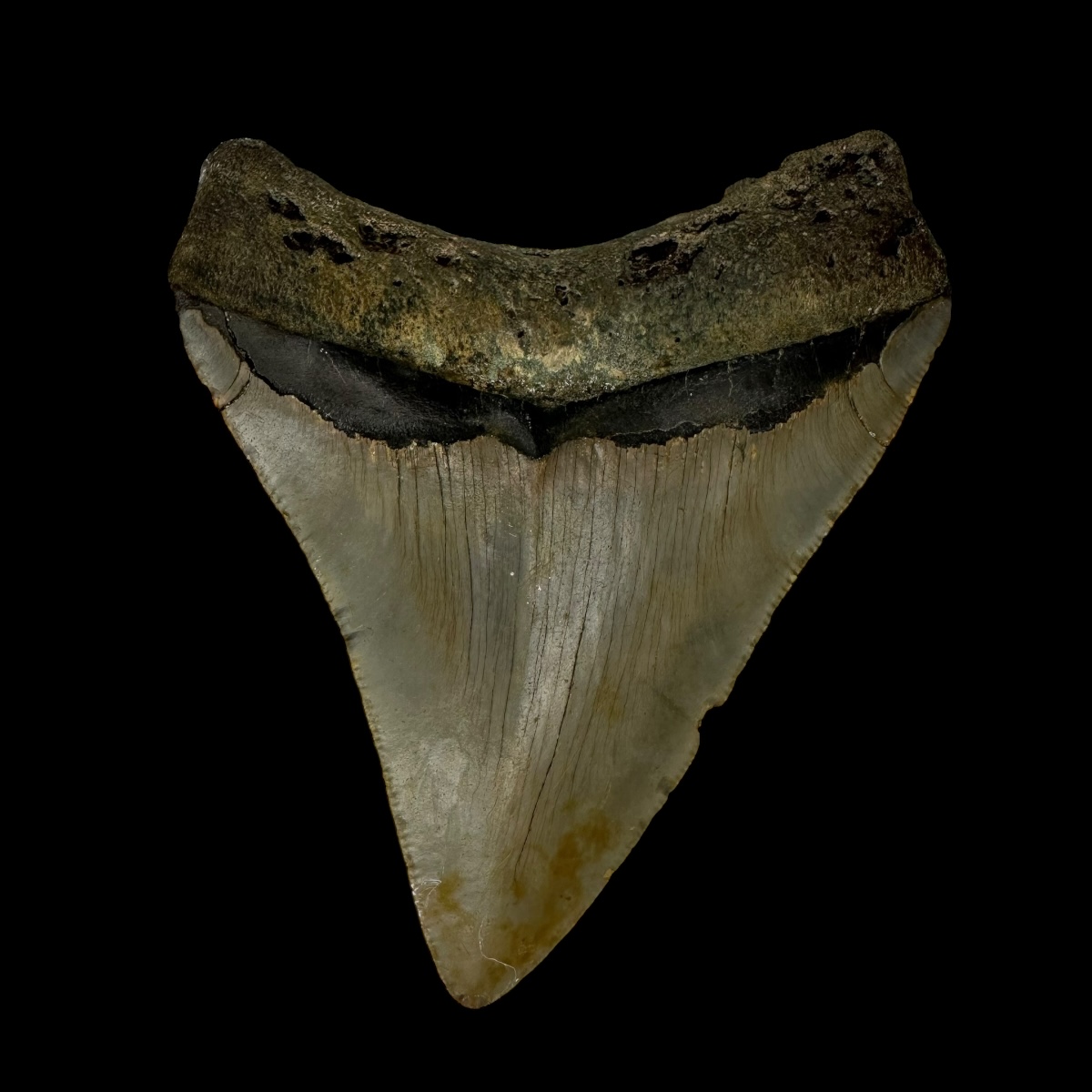 3.67" Megalodon Tooth Fossil - Image 2