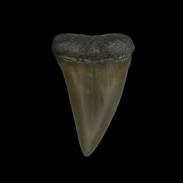 Fossil Mako Tooth 2.22"